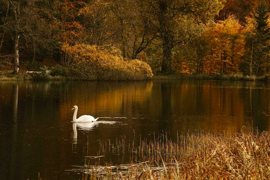 Fall Nesting