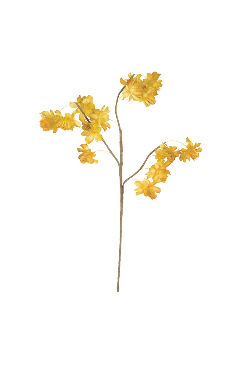 Botanica #3566