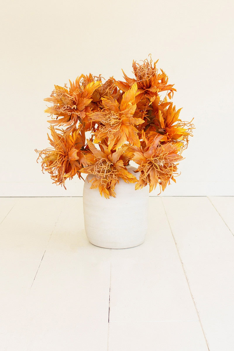 Botanica #2781