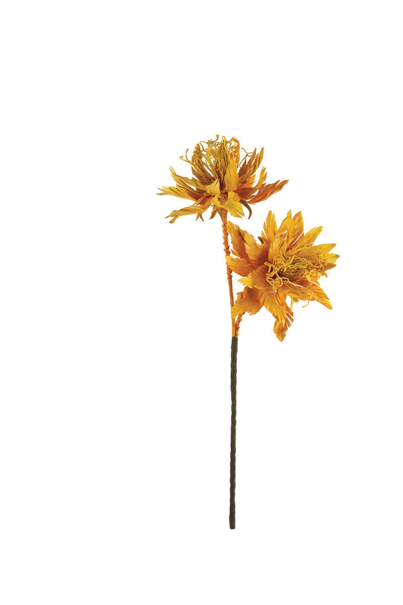 Botanica #2781