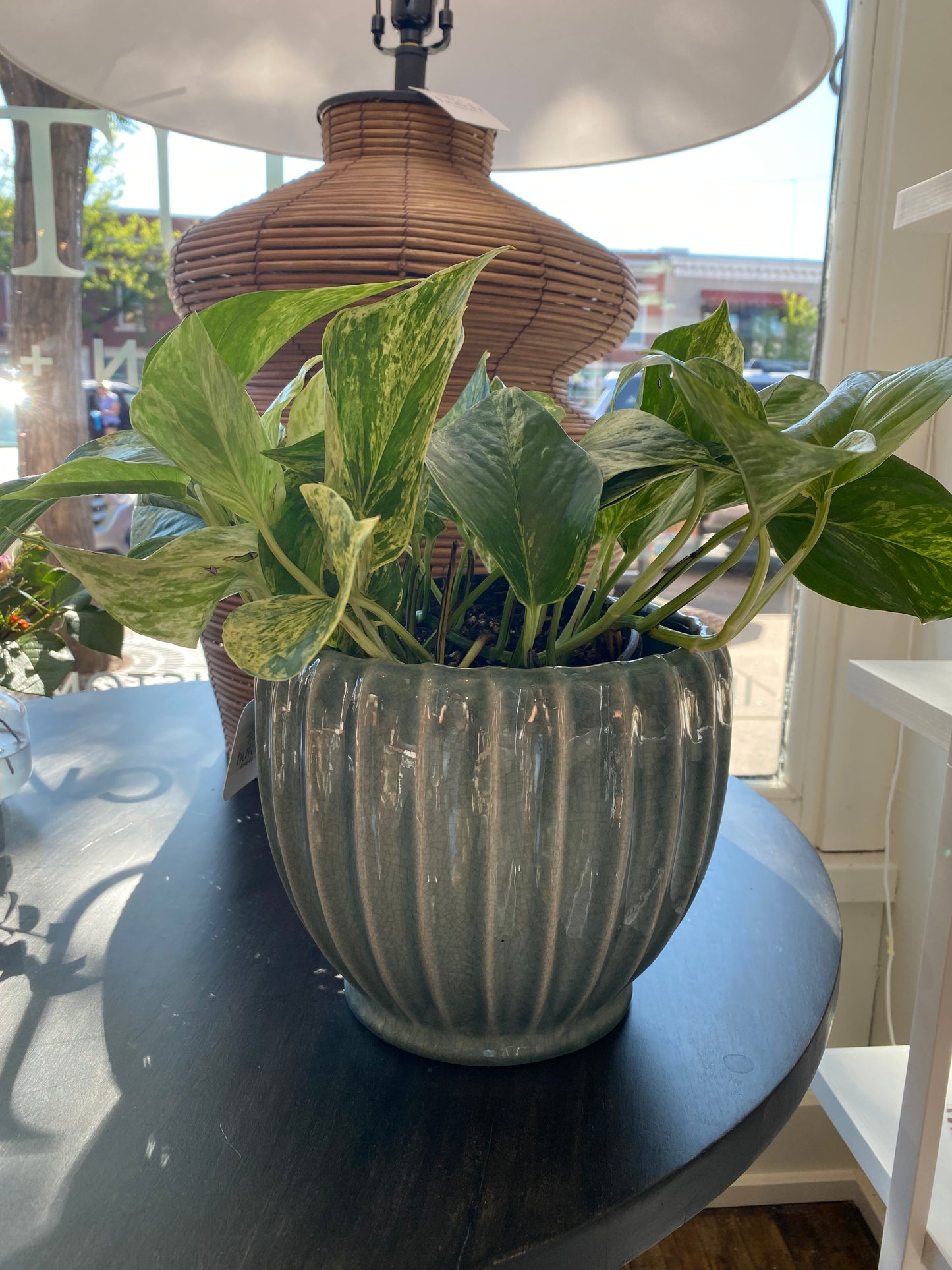 Melia Pot w/ Golden Pothos