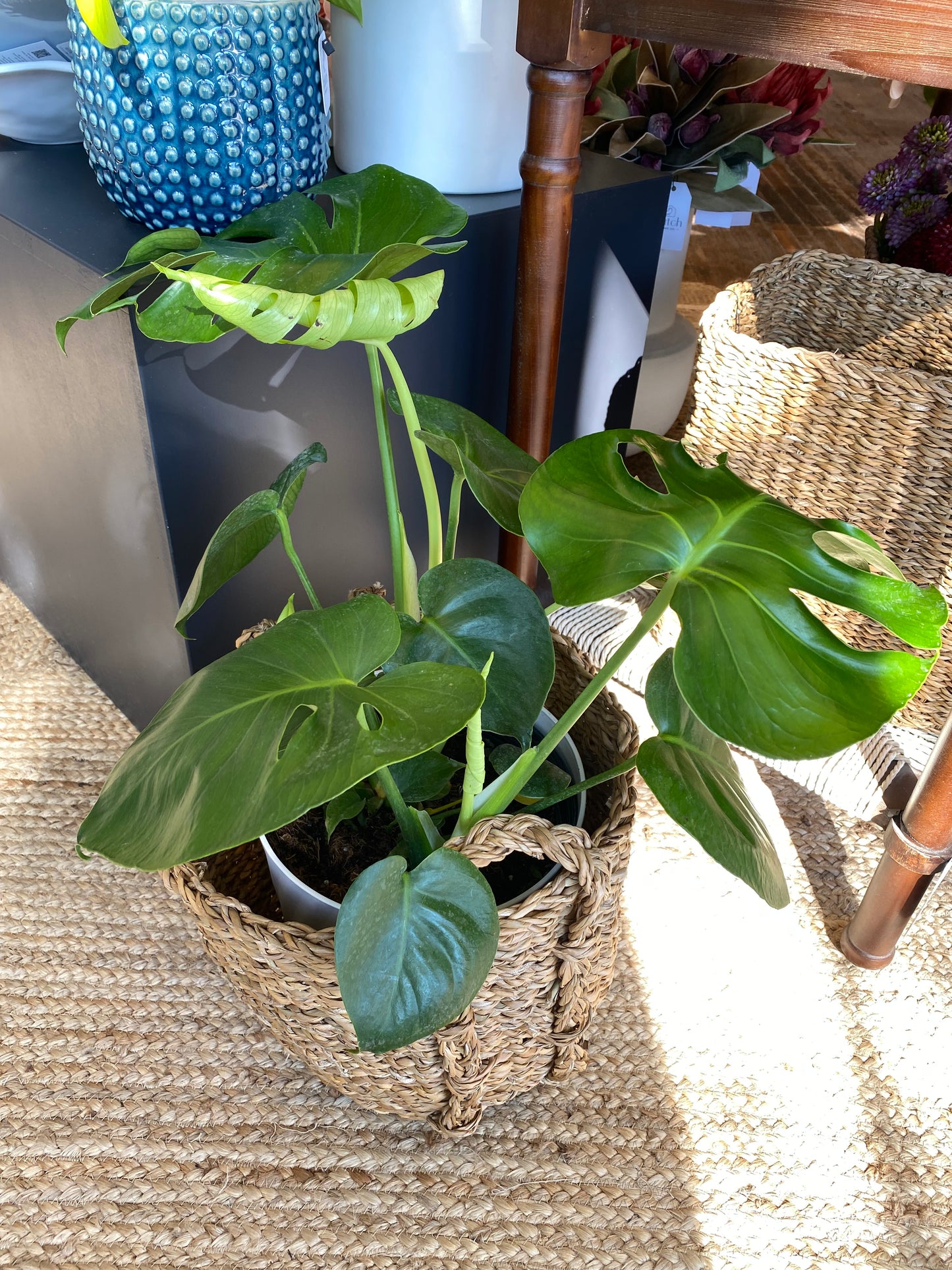 Small Seagrass Round Drum Basket w/ Monstera Deliciosa