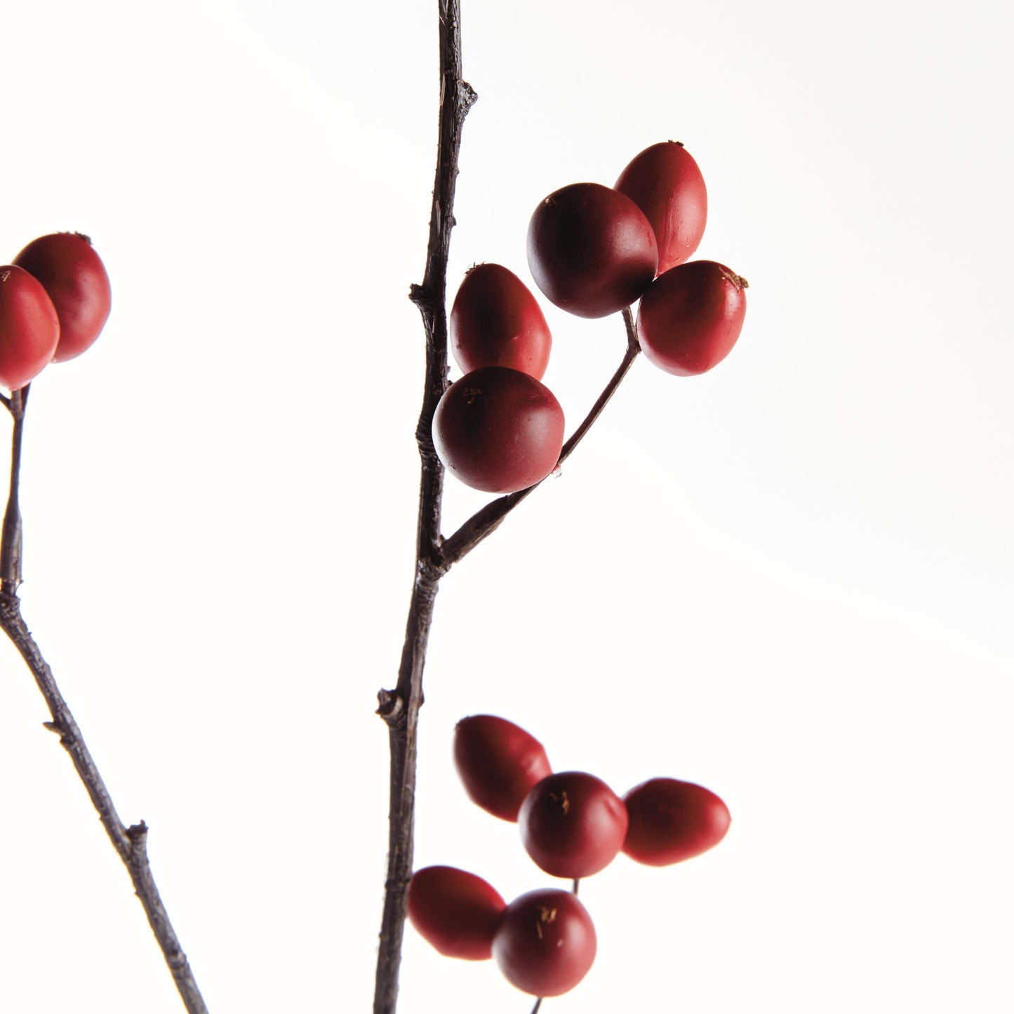 Rosehip Branch