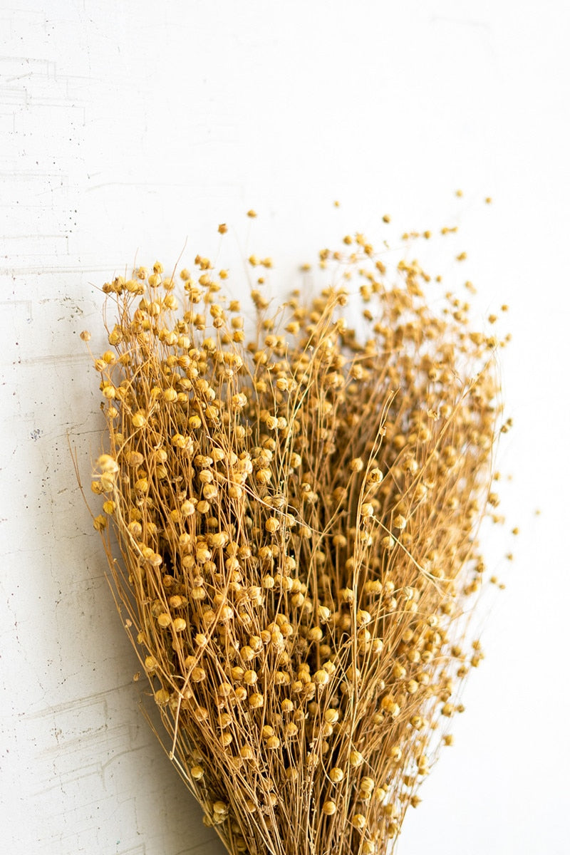 Bundle of Natural Lino Stems
