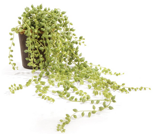 17'' String of Pearls Drop In