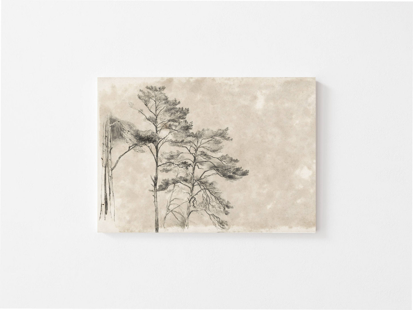 Tree Sketch ll Vintage Art Print w/ Matted Frame