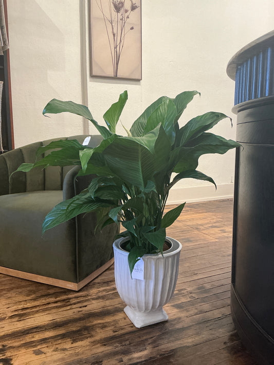 Column Footed Urn 13" with Peace Lily