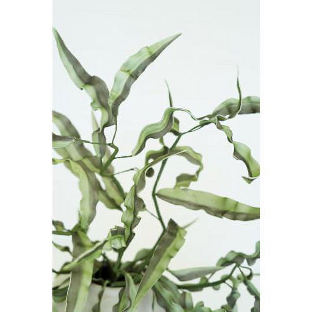 Botanica #2682