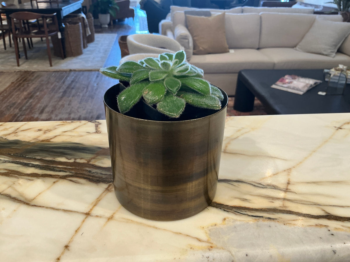 Medium Succulent + Metal Pot