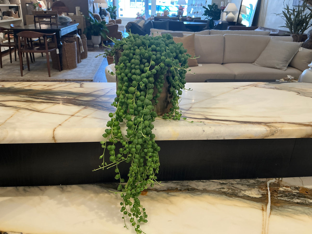 Medium Succulent + Metal Pot