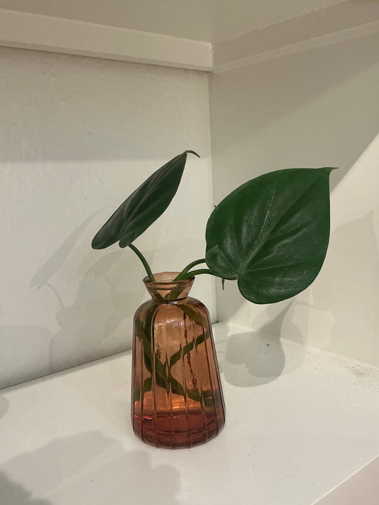 Propogation Clipping + Bud Vase - Multiple Types