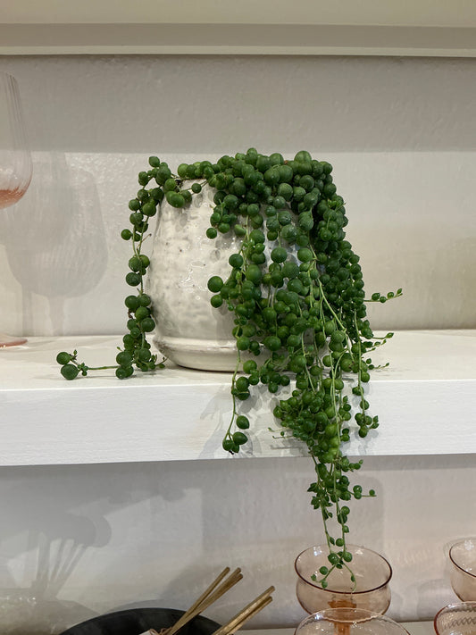 Small Quincy Pot + String of Pearls