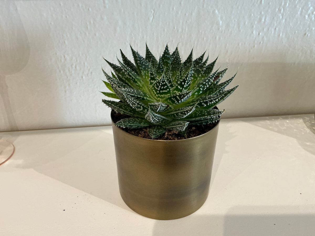 Medium Succulent + Metal Pot