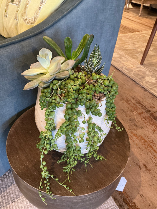 Large Quincy Pot + Mixed Succulent Plant