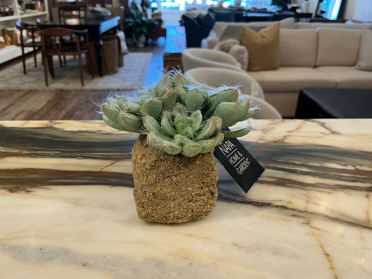 Succulent Drop-Ins 5.5" - Faux