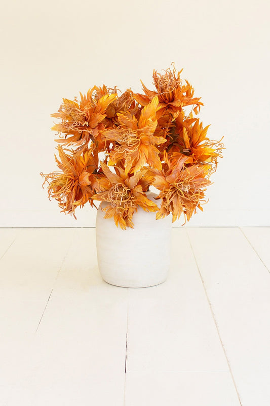 Botanica #2781