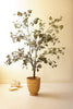 Pots + Plants