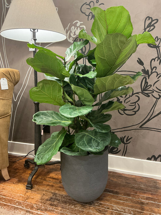 Fibrestone Malibu Cylinder Pot (Small) with Fiddle Leaf Fig