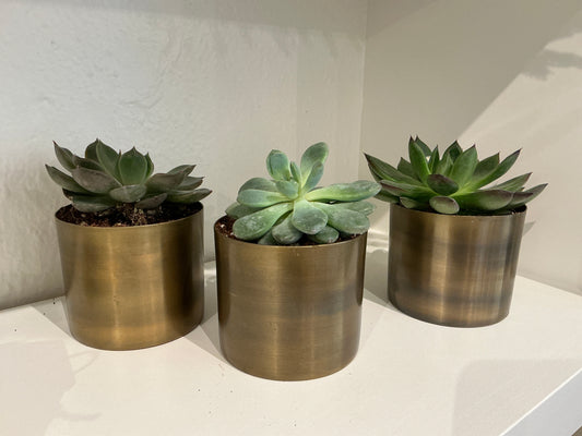 Small Succulent + Vase