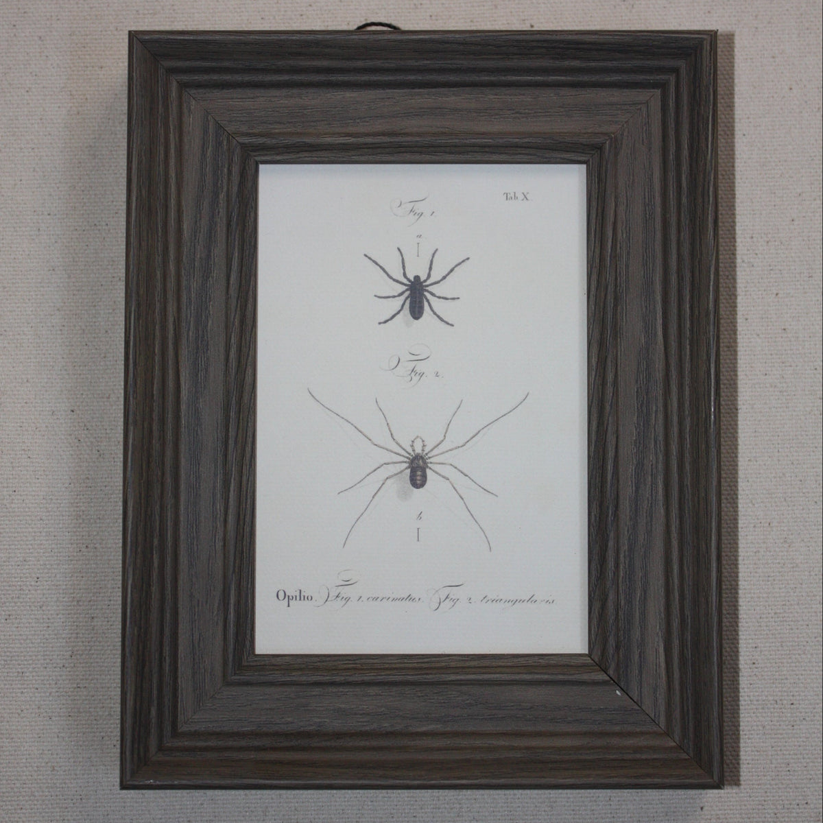 Spiders Framed Art