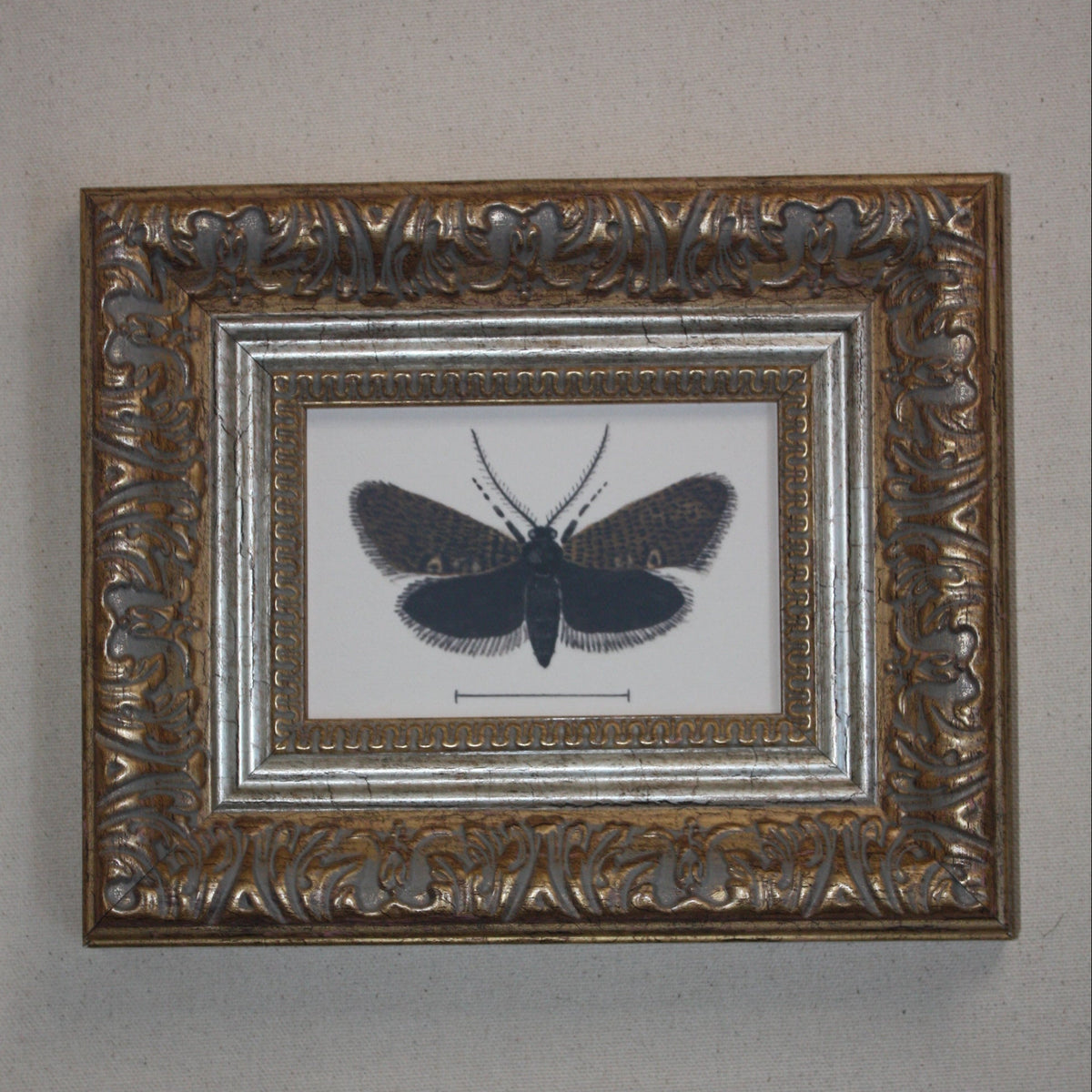 Spooky Framed Moth Print