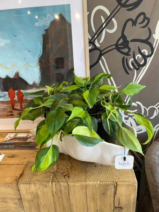 VIDA Nube Bowl- Large w/ Brazil Philodendron