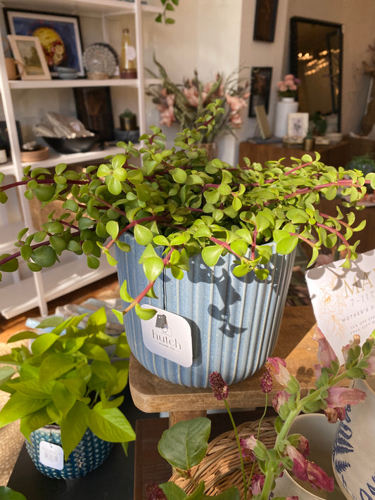 Tasha Pot w/ Elephant's Bush