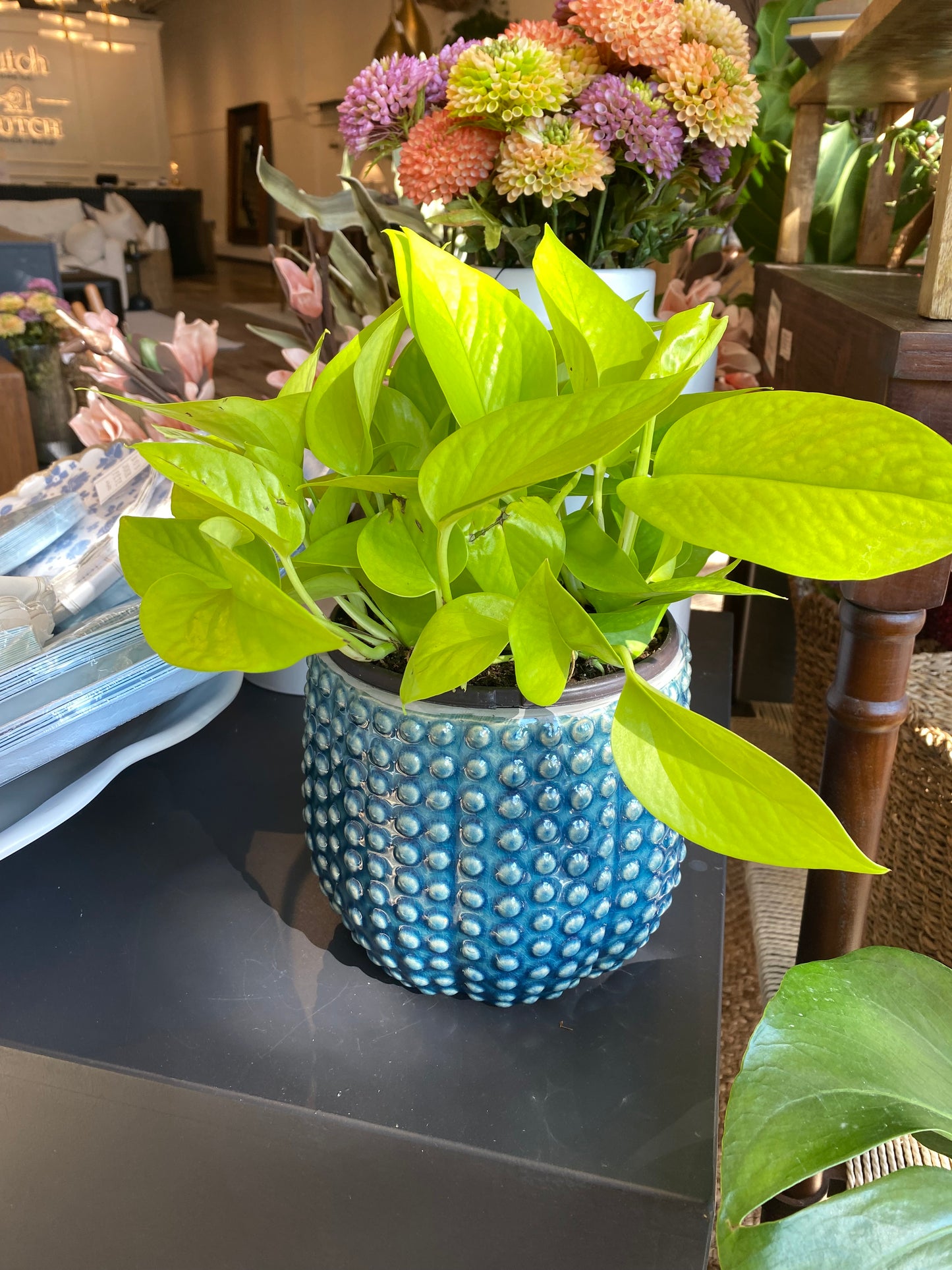 Urchin Pot w/ Neon Pothos - Small
