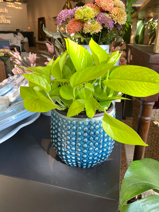 Urchin Pot w/ Neon Pothos - Small