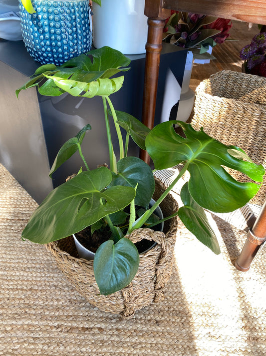 Small Seagrass Round Drum Basket w/ Monstera Deliciosa