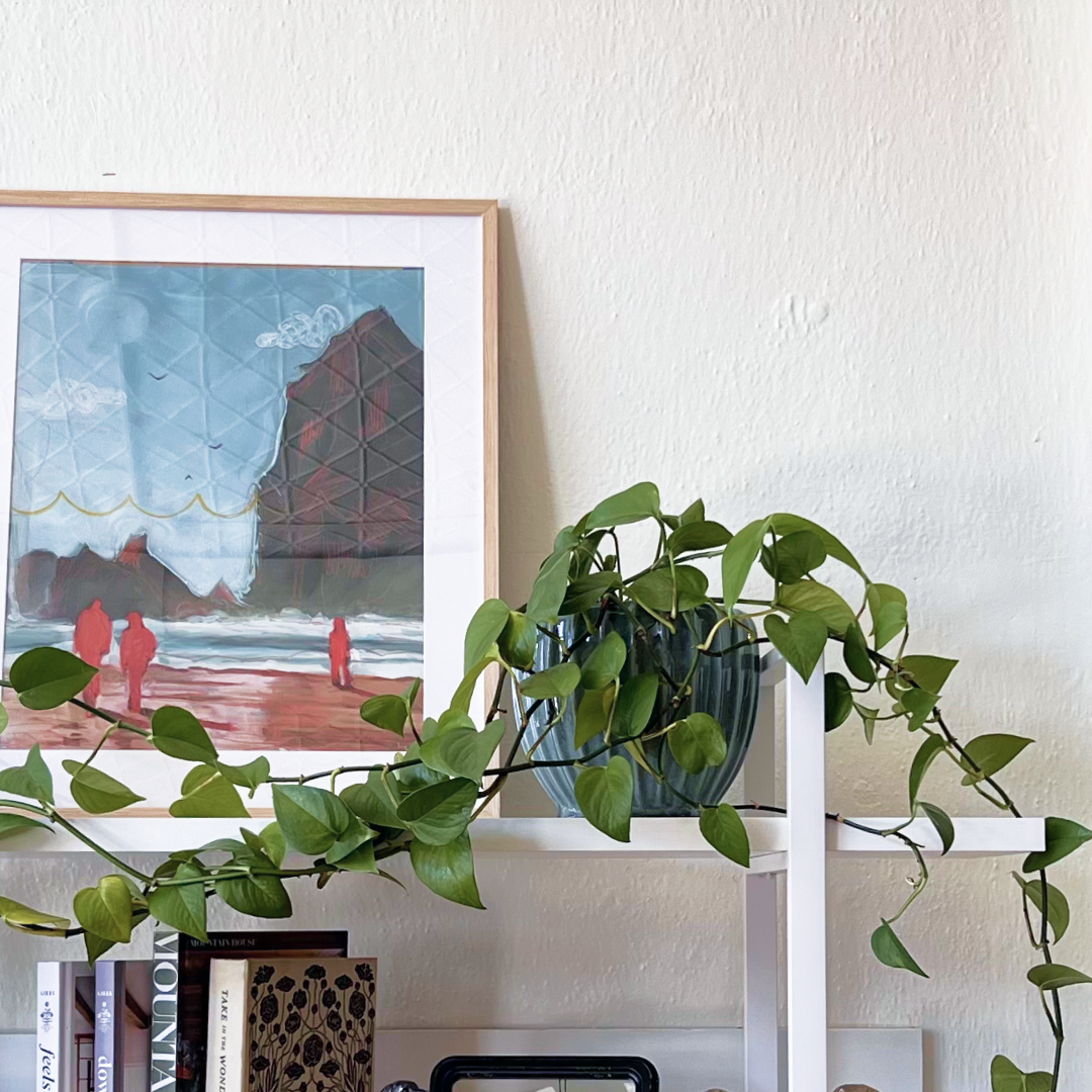 Large Trailing Pothos in Melia Pot