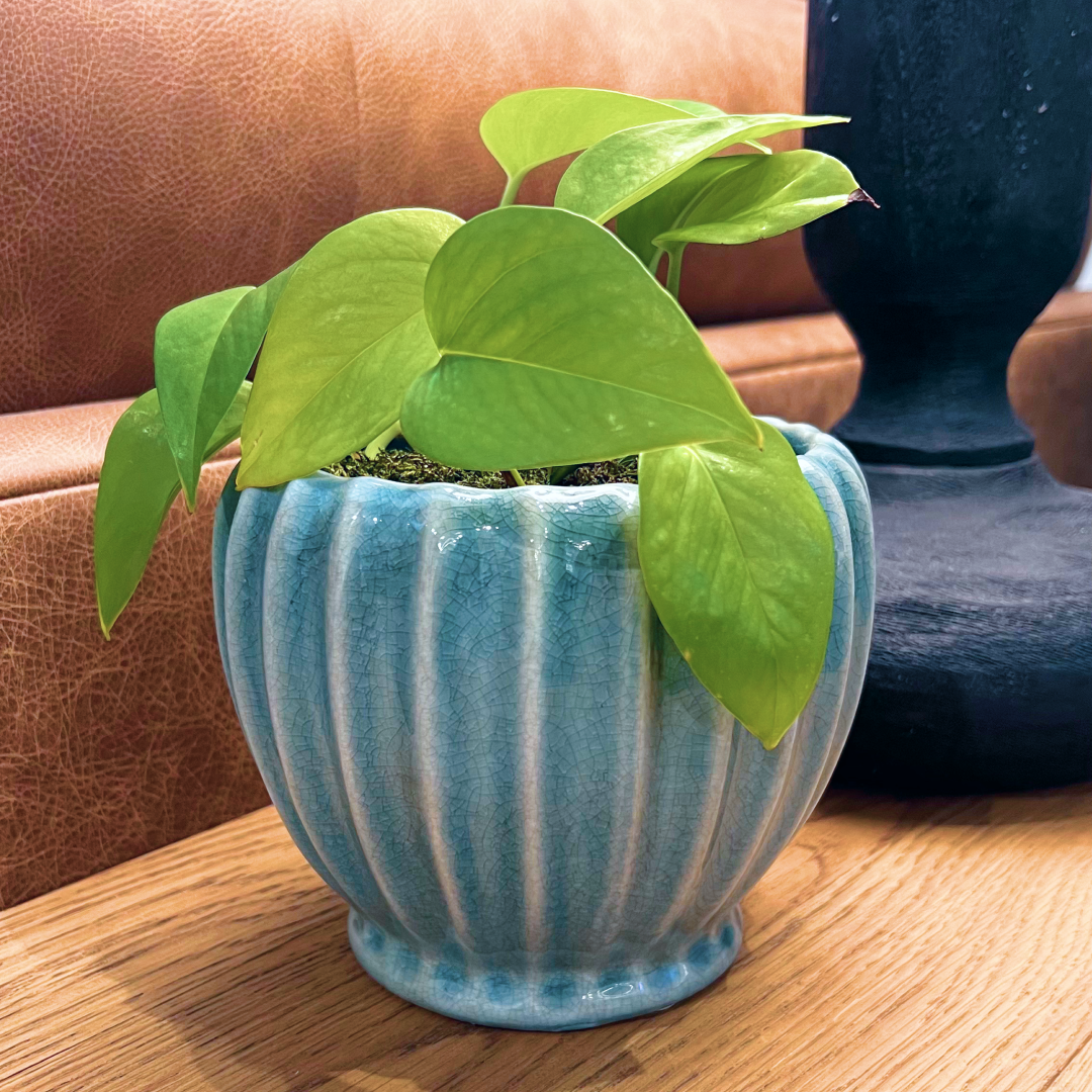 Pots + Plants