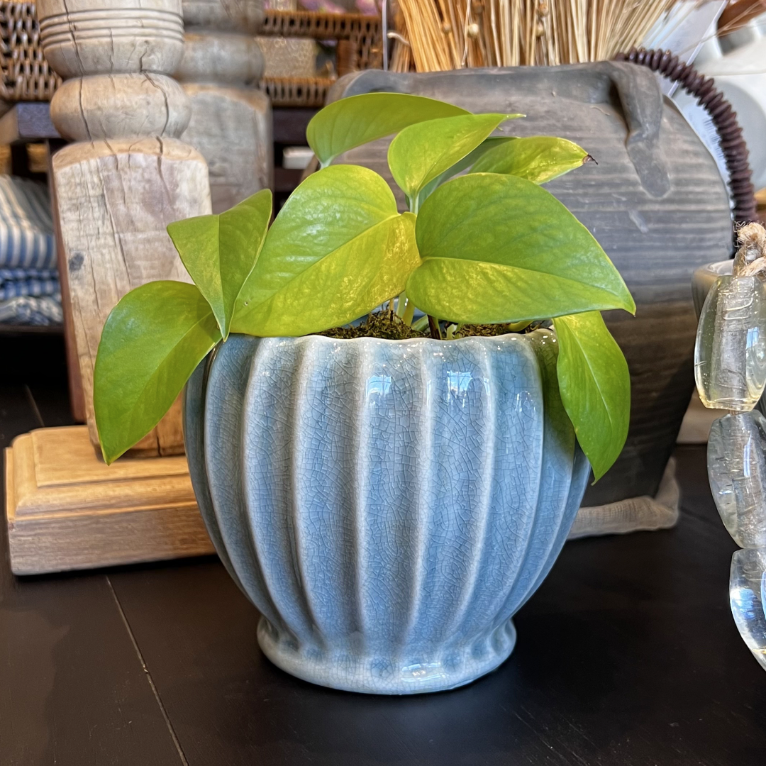 Pots + Plants