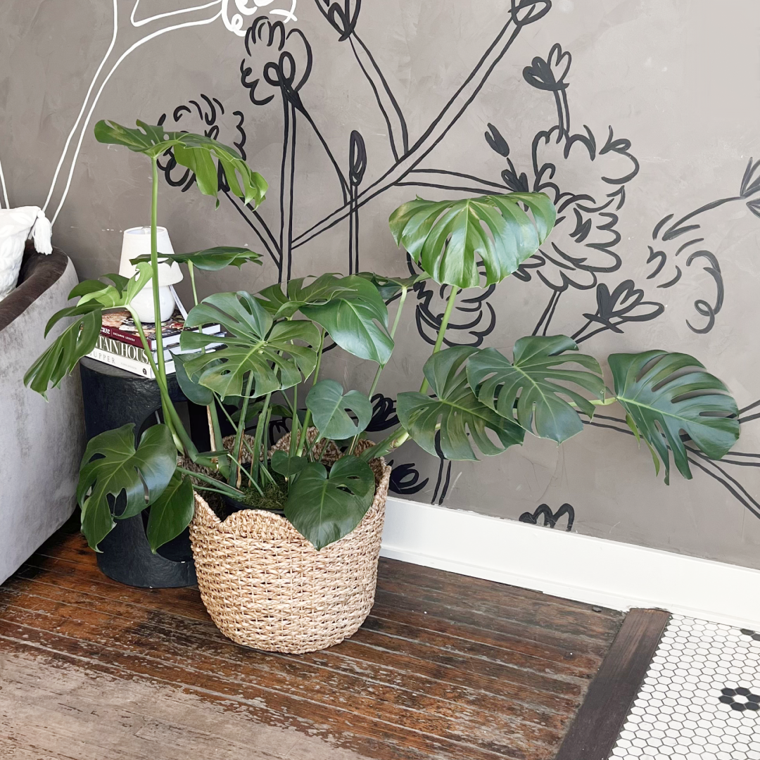Medium Monstera Deliciosa