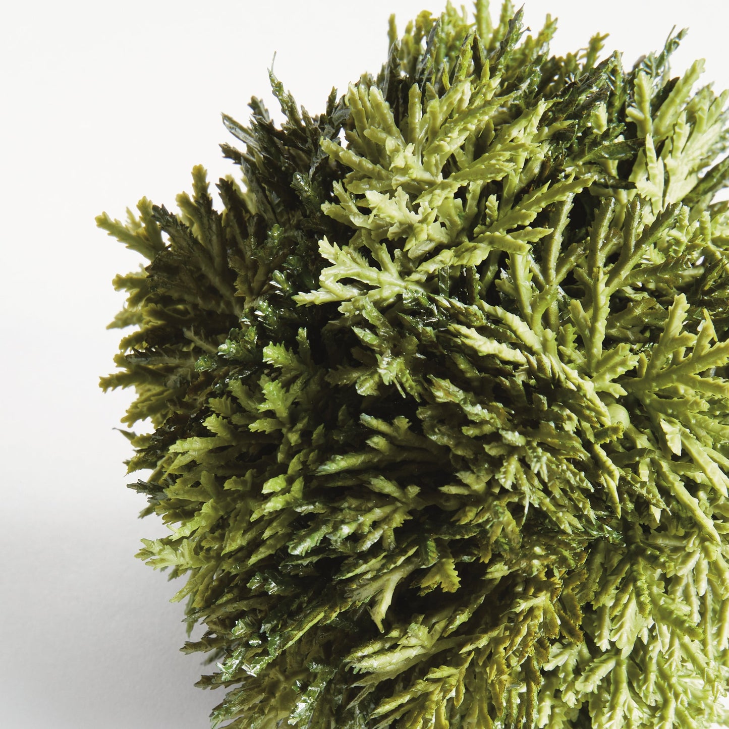 Cypress Orb - 3 Sizes