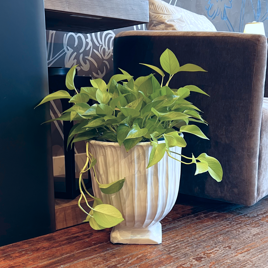 Neon Pothos - 8"