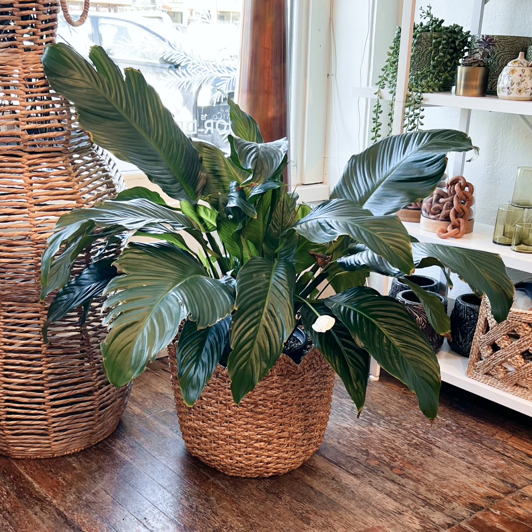 Peace Lily