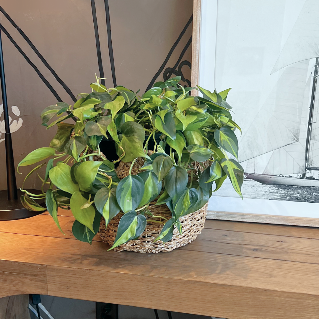 Philodendron ‘brasil’
