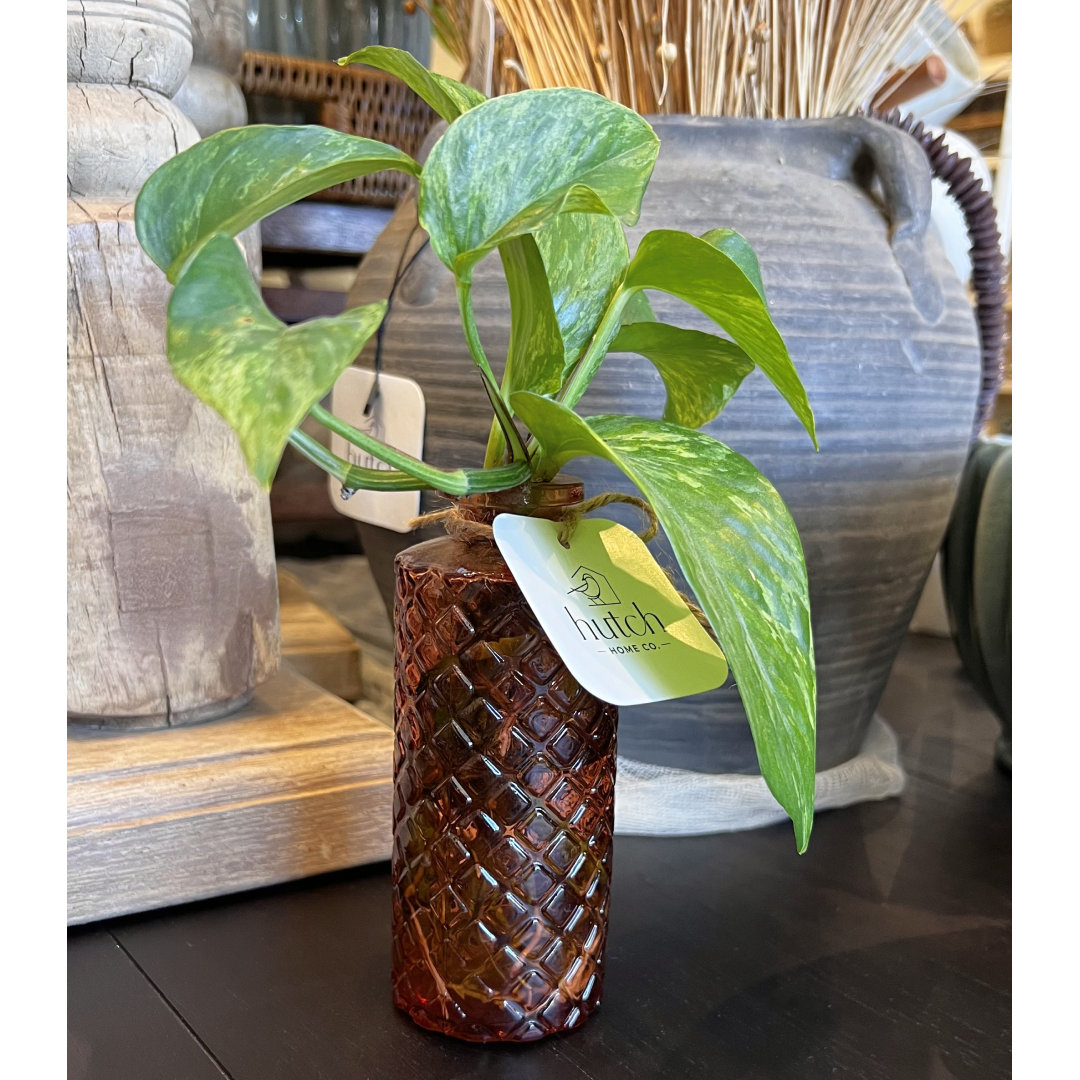 Pots + Plants