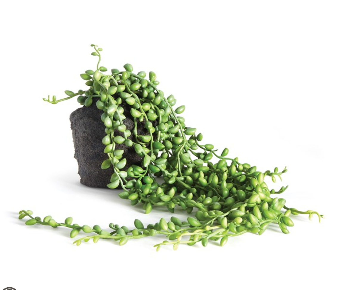 Pots + Plants