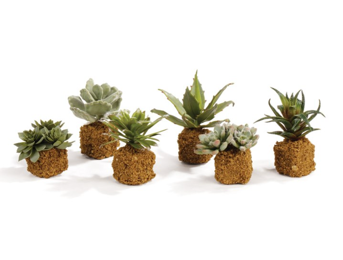 Pots + Plants
