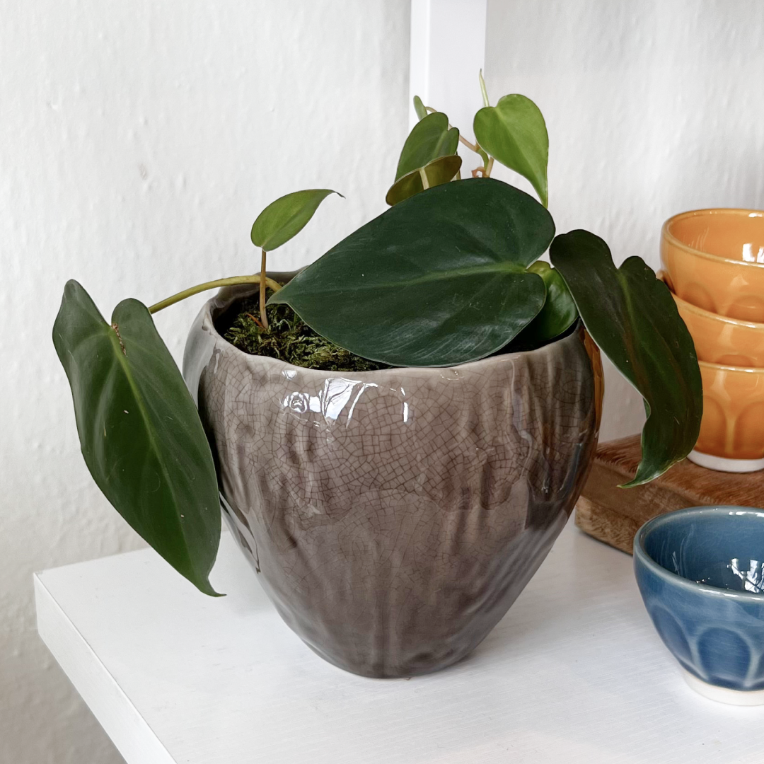 Pots + Plants