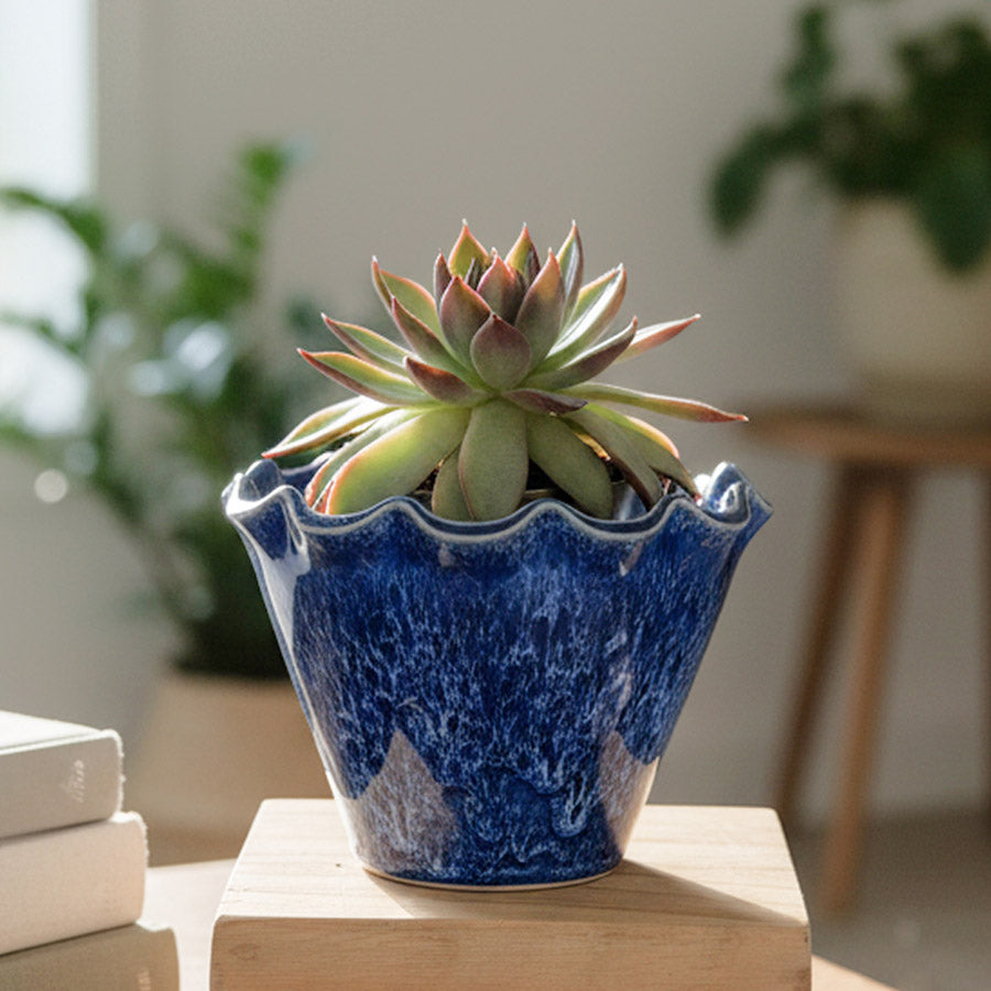 Pots + Plants