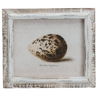 Wood Framed Vintage Egg Print, 6 Styles