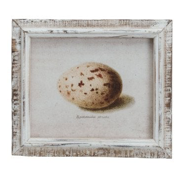 Wood Framed Vintage Egg Print, 6 Styles