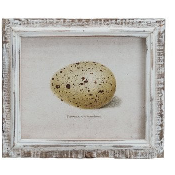 Wood Framed Vintage Egg Print, 6 Styles